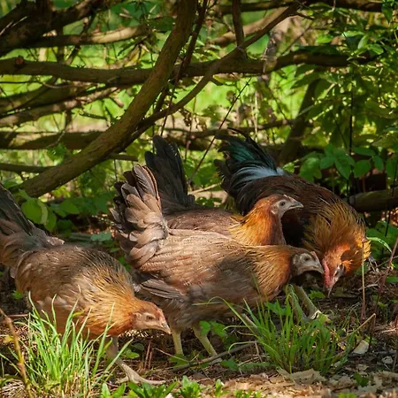 Camp Gorzelnia Campeggio *