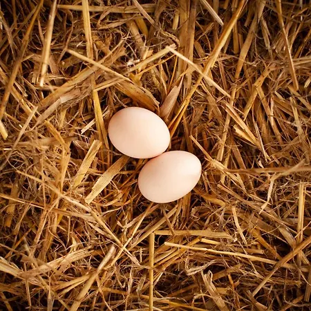 Camp Gorzelnia キャンプ場 Gwieździn