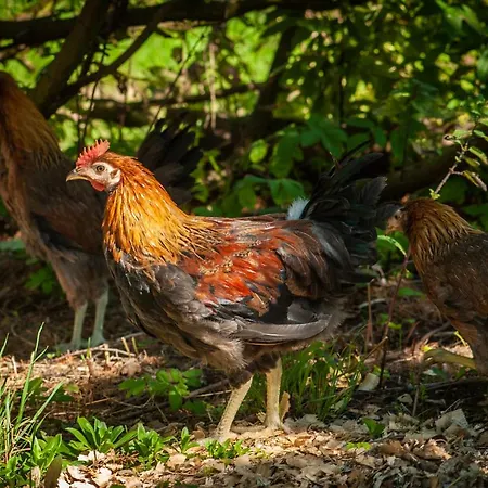 キャンプ場 Camp Gorzelnia *