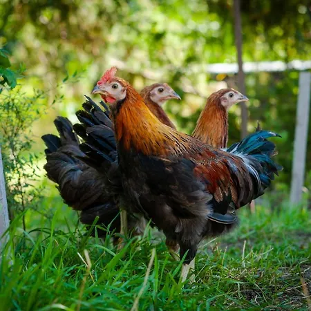 キャンプ場 Camp Gorzelnia *