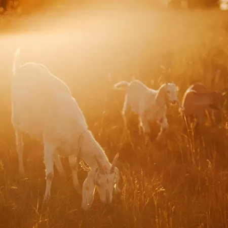 キャンプ場 Camp Gorzelnia Gwieździn