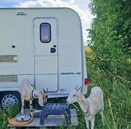 Camp Gorzelnia Gwiezdzin