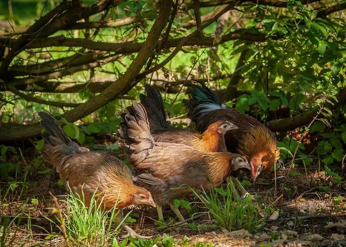 Camp Gorzelnia Camping *