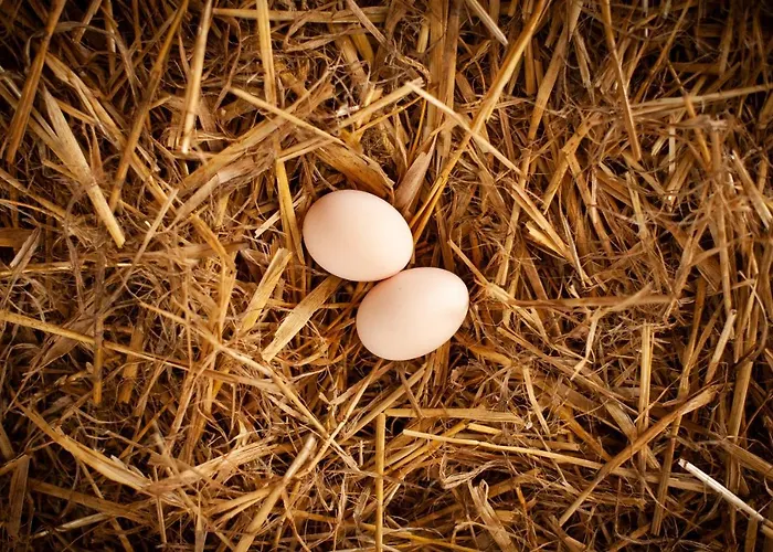 Camp Gorzelnia Kemping Gwiezdzin