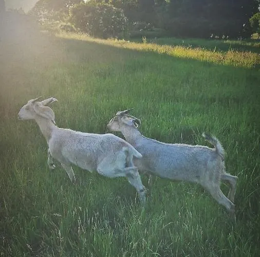 Camp Gorzelnia Camping Gwiezdzin