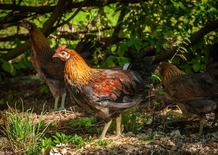 Kemping Camp Gorzelnia *