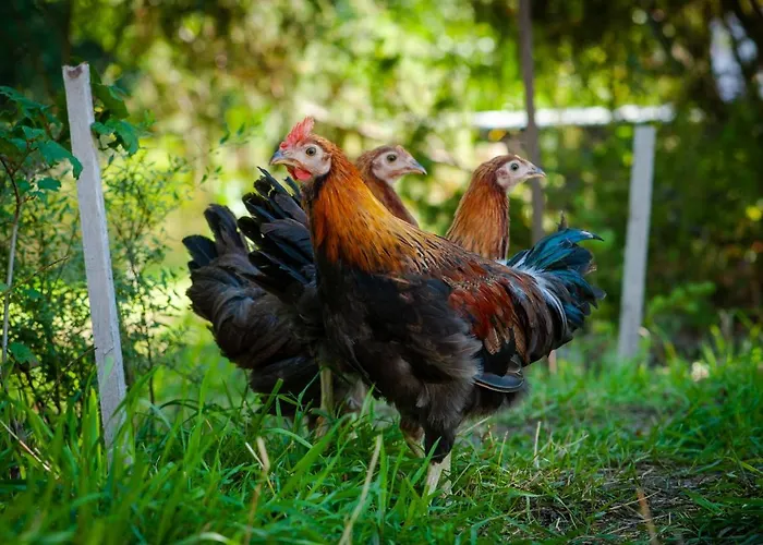 Camping Camp Gorzelnia *