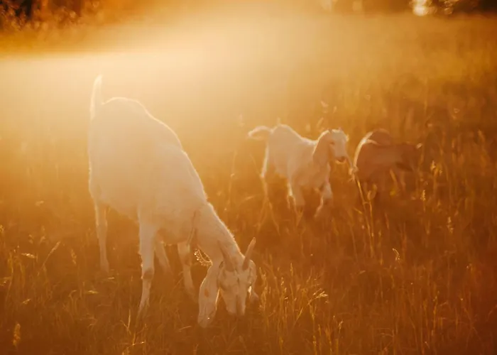 Kemping Camp Gorzelnia Gwiezdzin